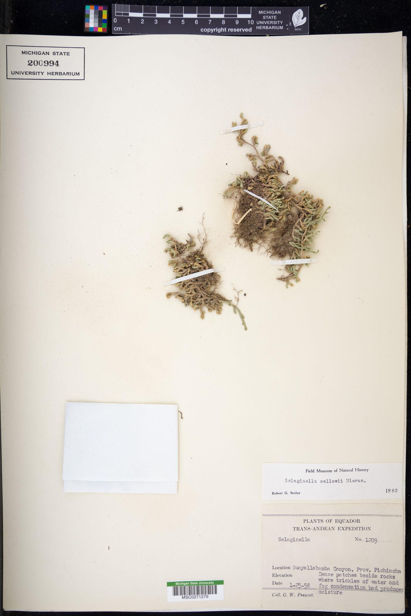 Selaginella sellowii image