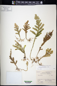 Selaginella speciosa image