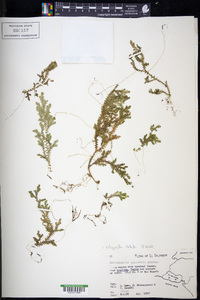 Selaginella stellata image