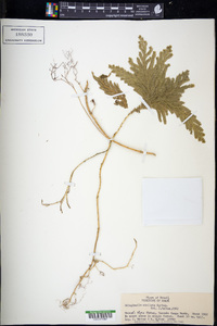 Selaginella stellata image