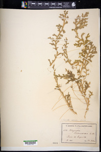 Selaginella substipitata image