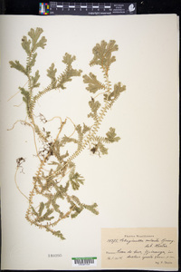Selaginella sulcata image