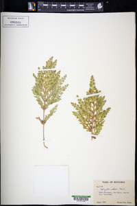 Selaginella umbrosa image