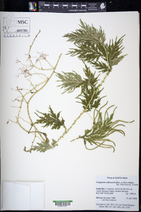 Selaginella willdenowii image