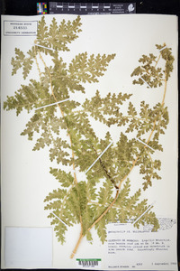 Selaginella willdenowii image