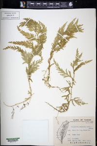 Selaginella delicatula image