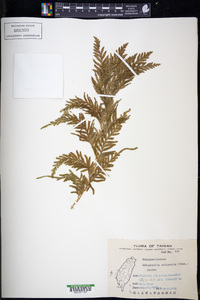 Selaginella delicatula image