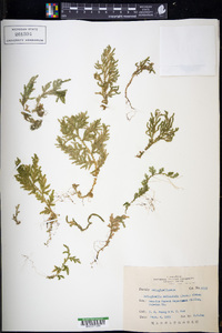 Selaginella delicatula image