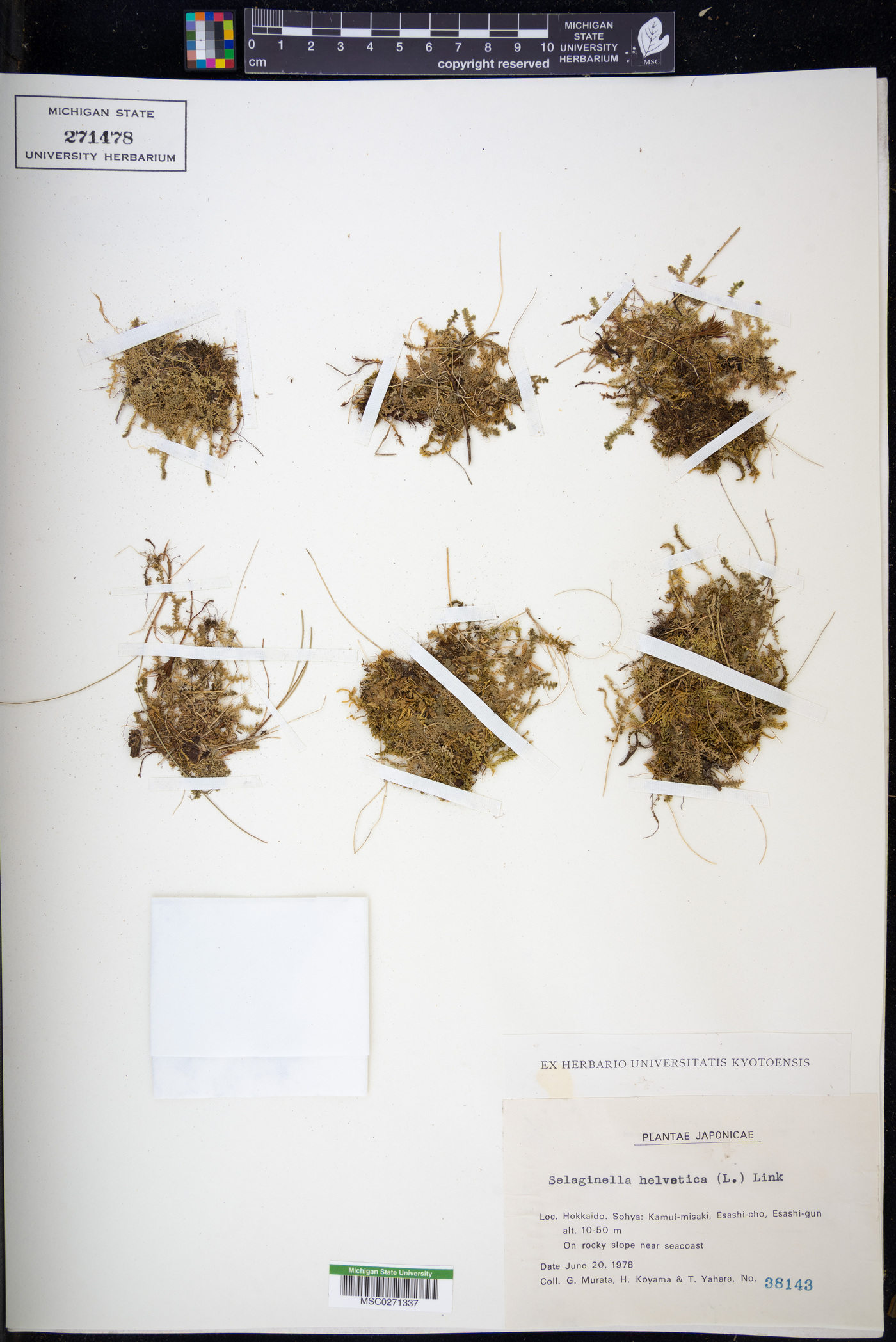 Selaginella helvetica image