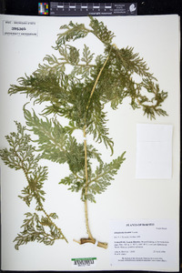 Selaginella hewittii image