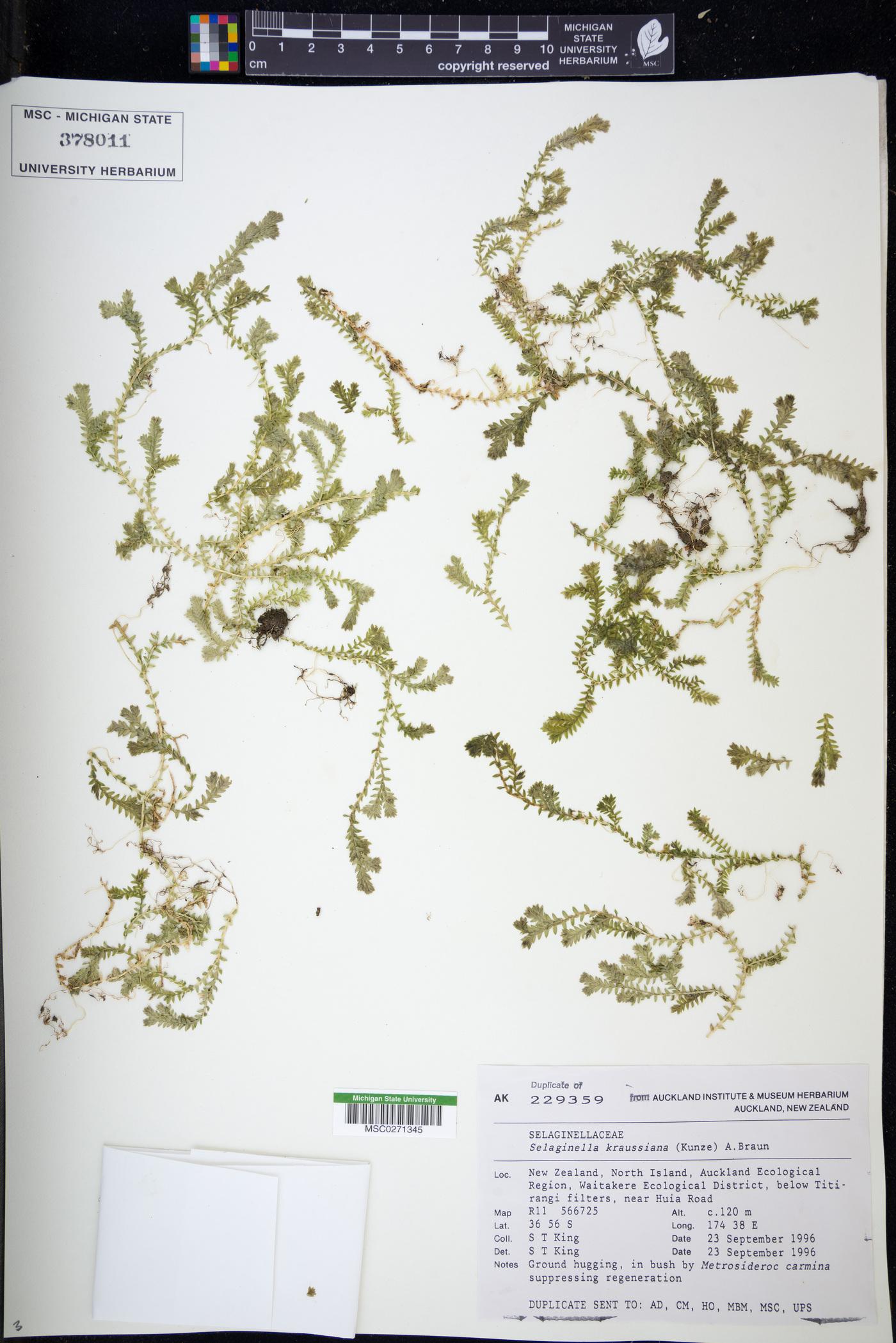 Selaginella kraussiana image