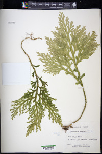 Selaginella menziesii image