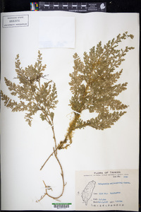 Selaginella moellendorffii image