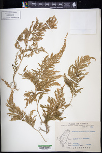 Selaginella moellendorffii image