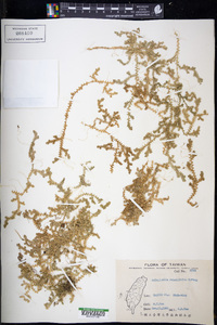 Selaginella remotifolia image