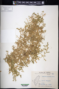 Selaginella remotifolia image