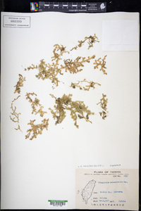 Selaginella moellendorffii image