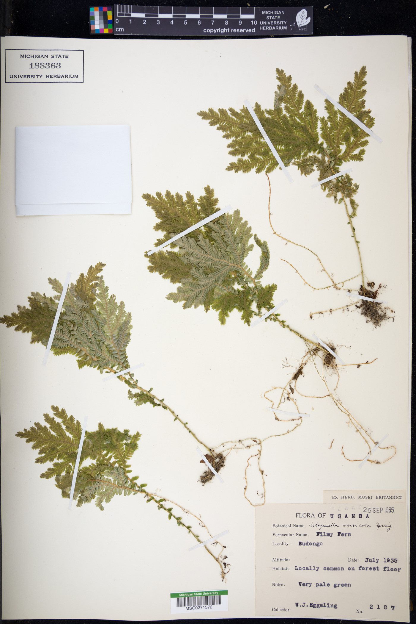 Selaginella versicolor image