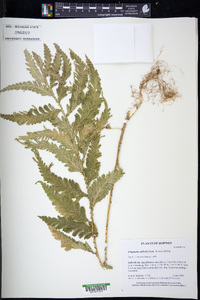 Selaginella wallichii image