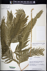 Selaginella wallichii image