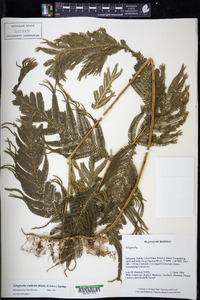 Selaginella wallichii image