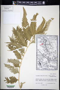 Selaginella wallichii image