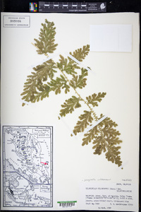 Selaginella willdenowii image