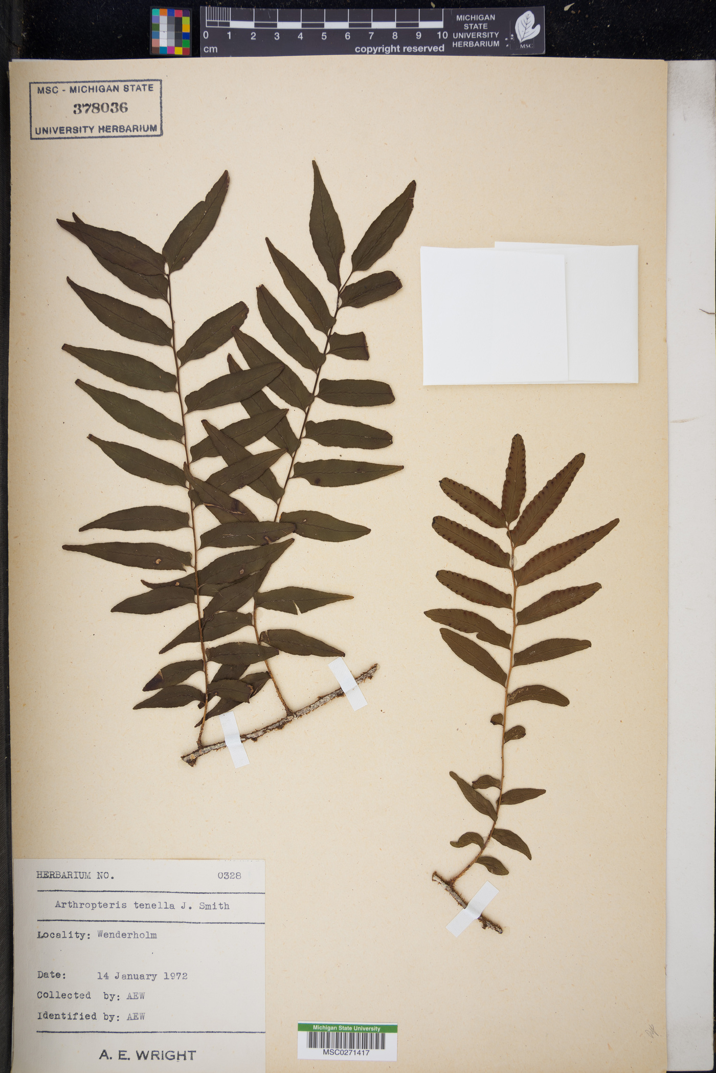 Arthropteris tenella image