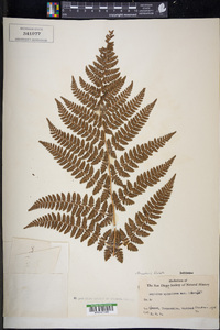 Dryopteris dilatata image