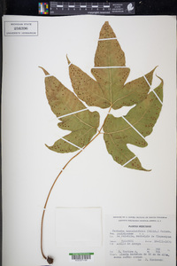 Tectaria heracleifolia image