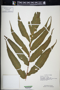 Tectaria incisa image