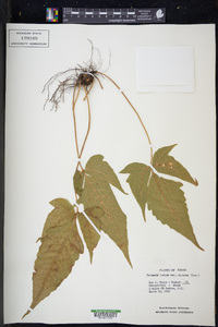Tectaria incisa var. pilosa image