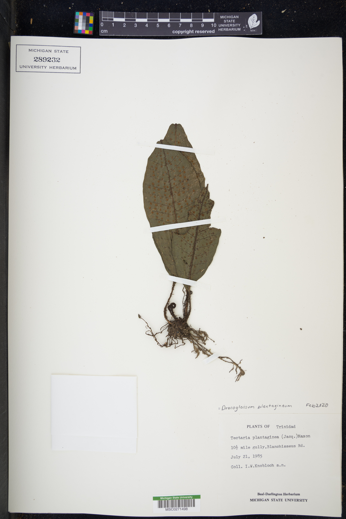 Dracoglossum plantagineum image