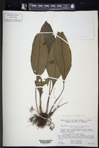 Dracoglossum plantagineum image