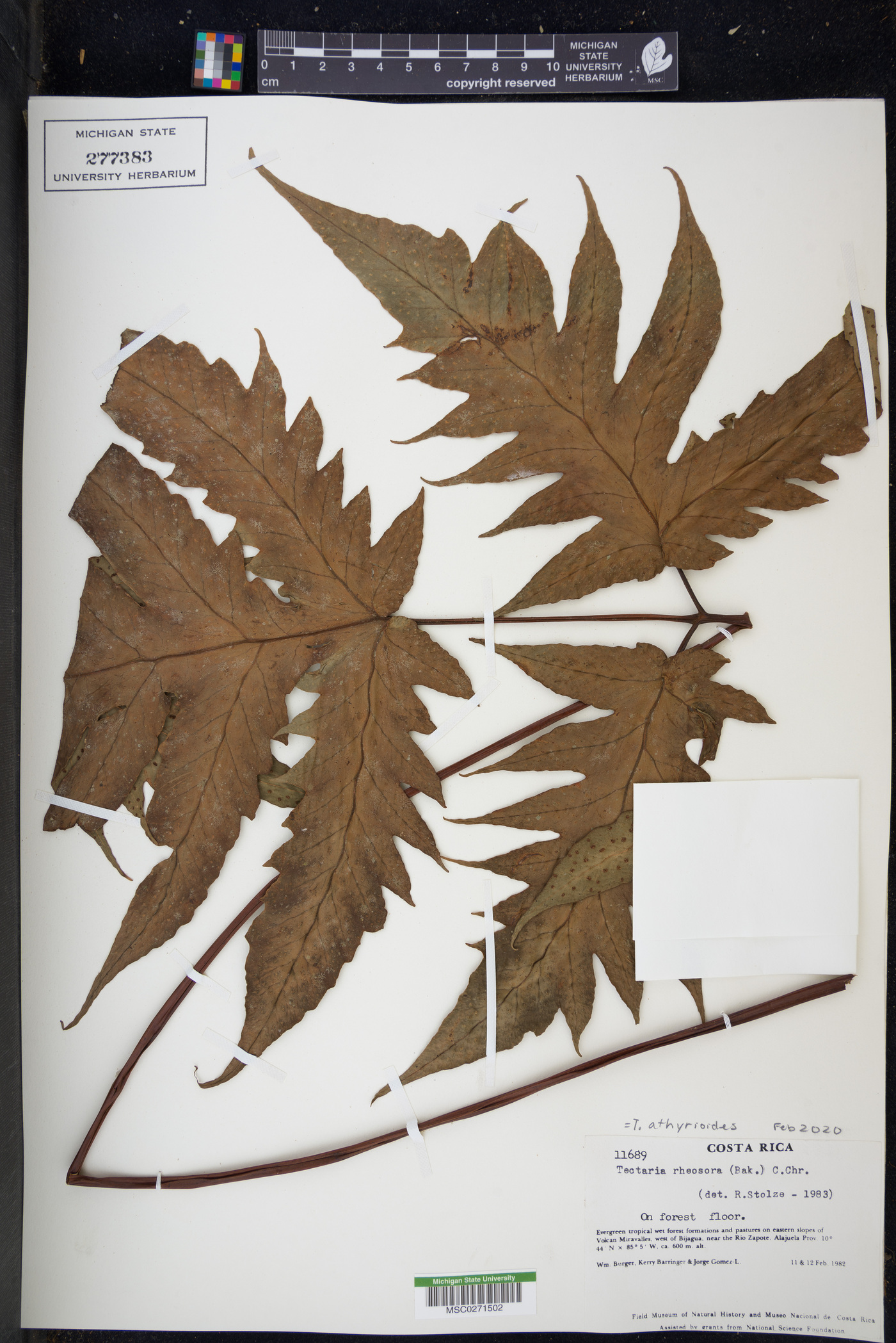 Tectaria athyrioides image