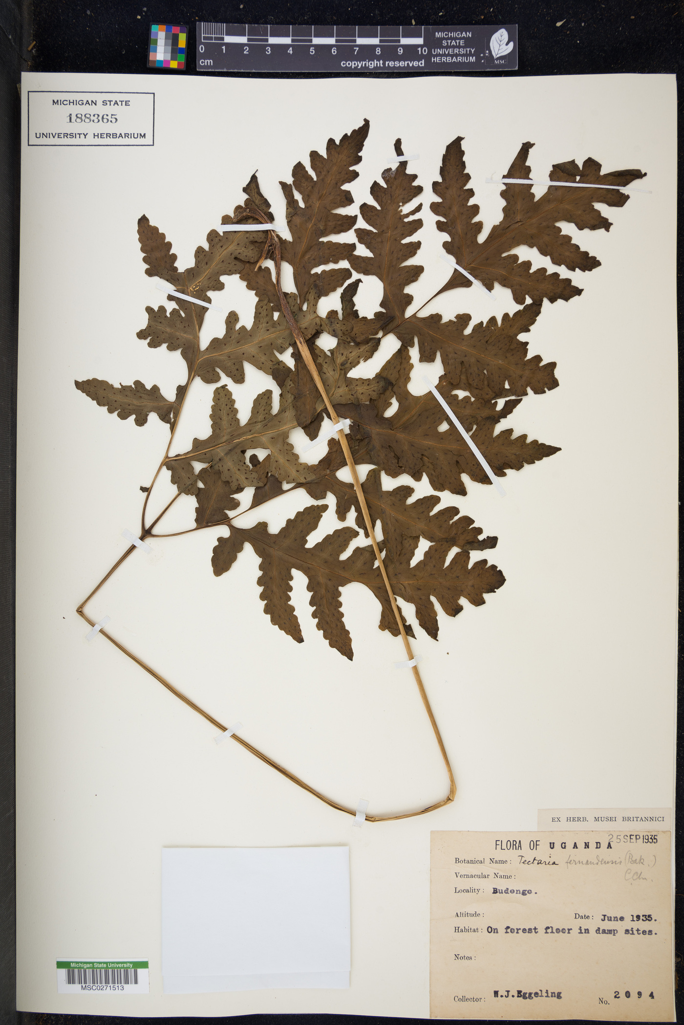 Tectaria fernandensis image