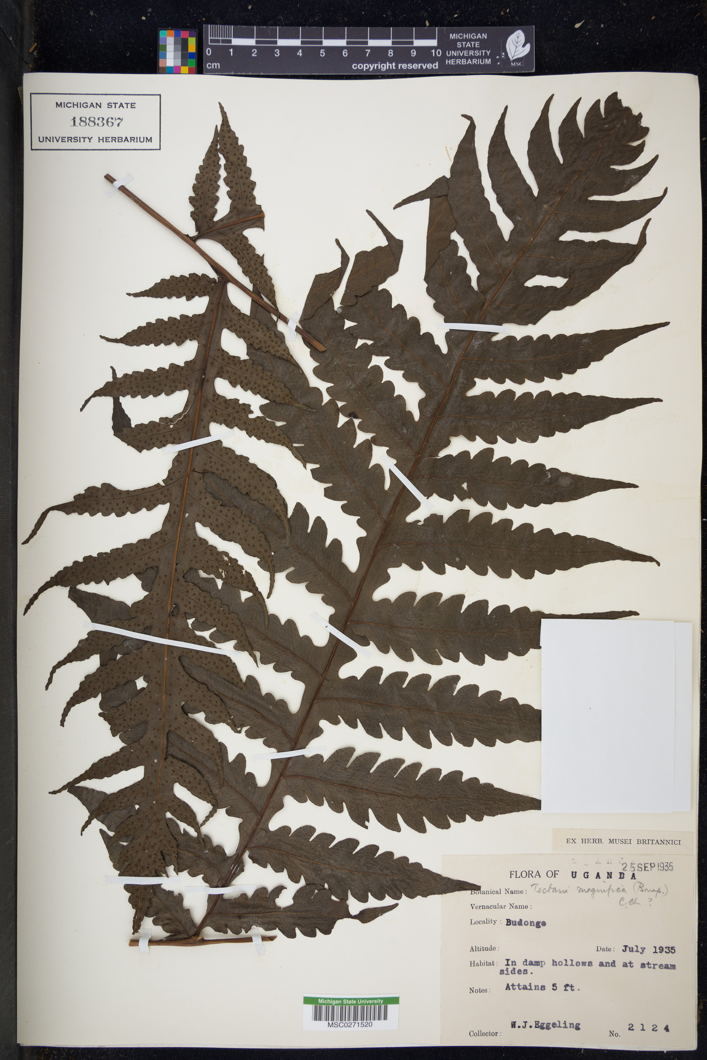 Tectaria magnifica image