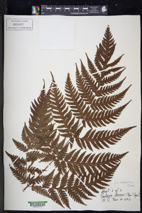 Tectaria membranacea image