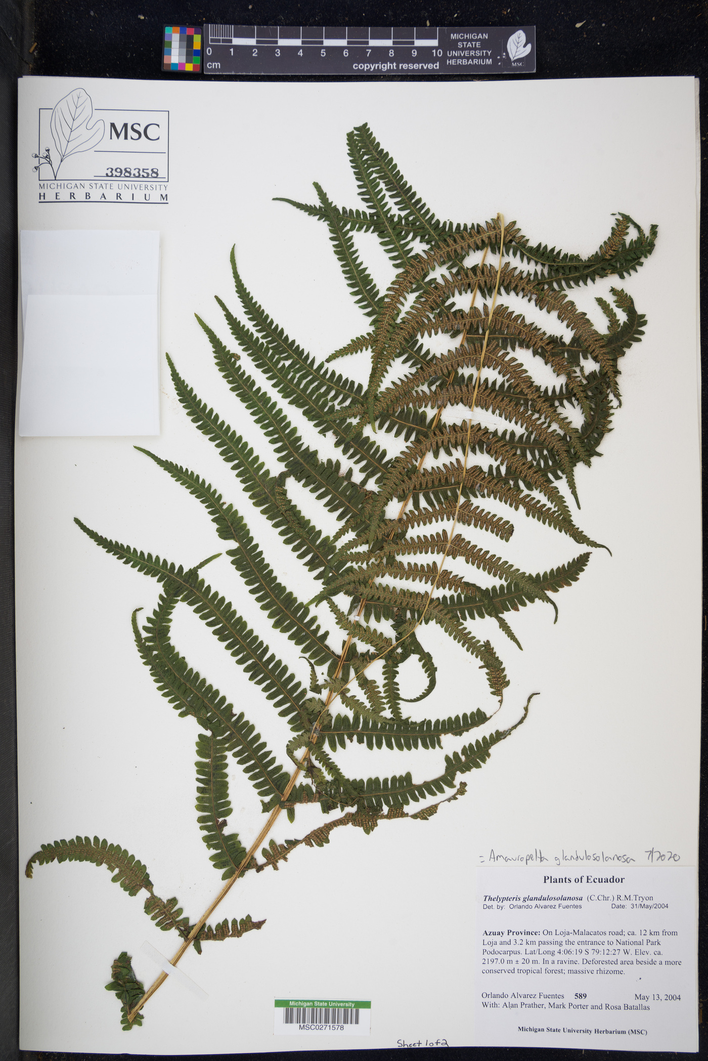 Amauropelta glandulosolanosa image