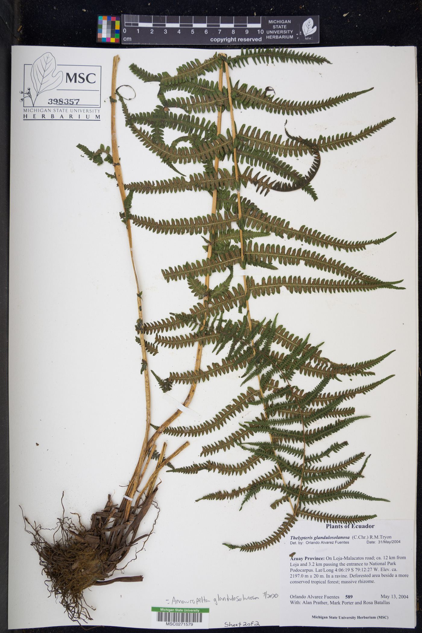 Amauropelta glandulosolanosa image