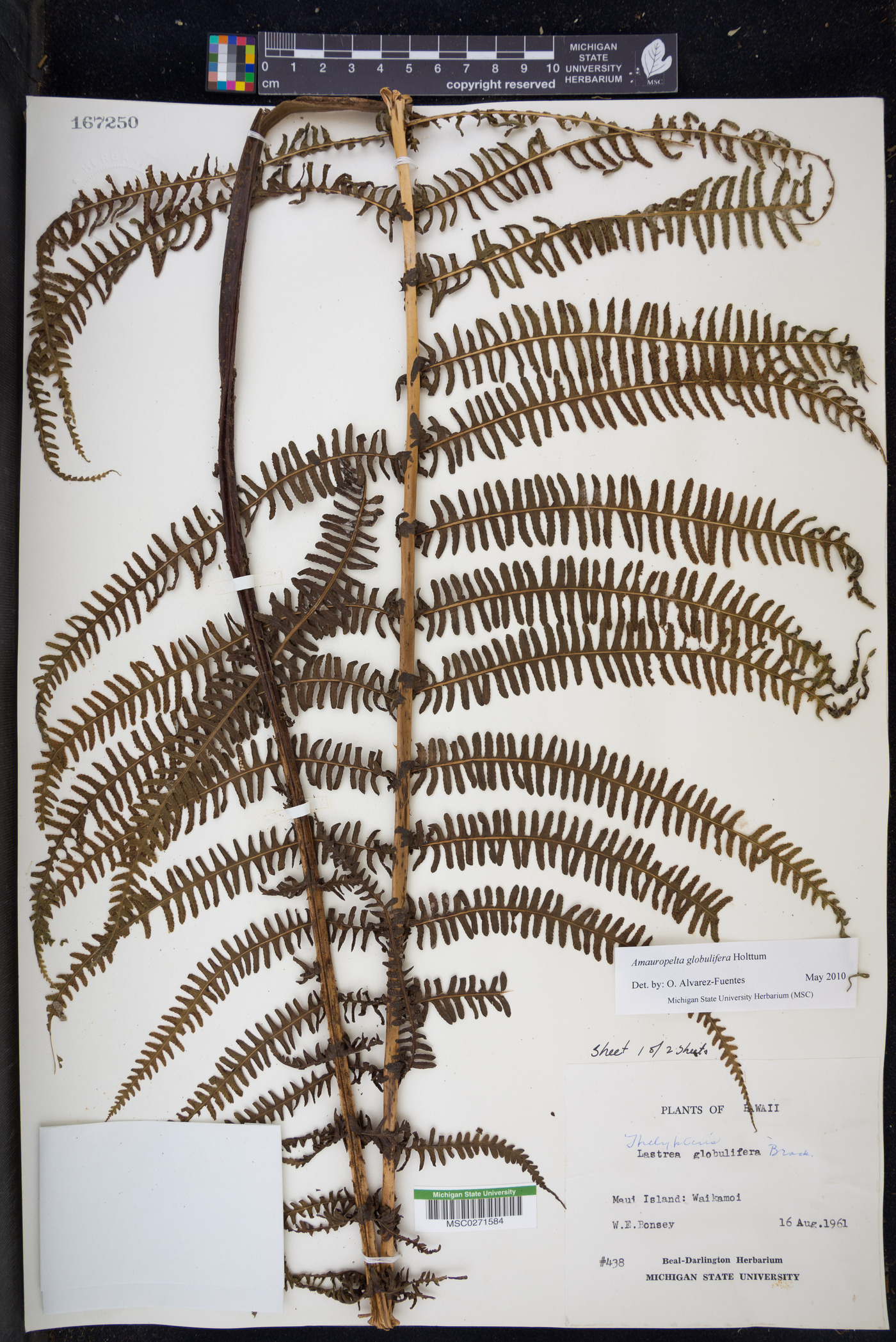 Amauropelta globulifera image