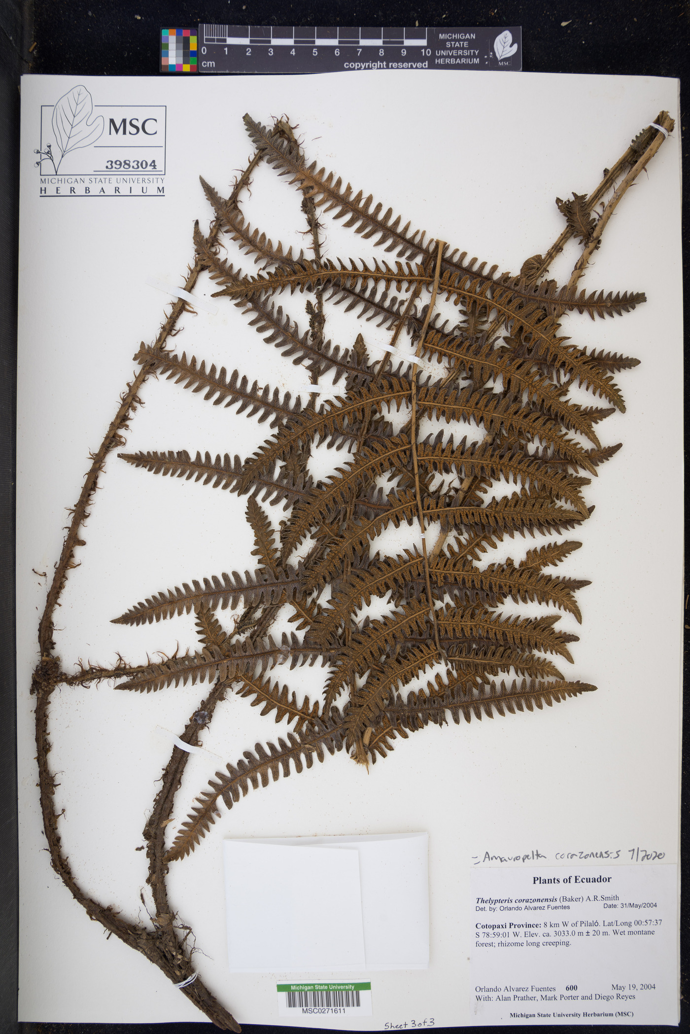 Amauropelta corazonensis image