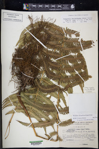 Amauropelta cheilanthoides image