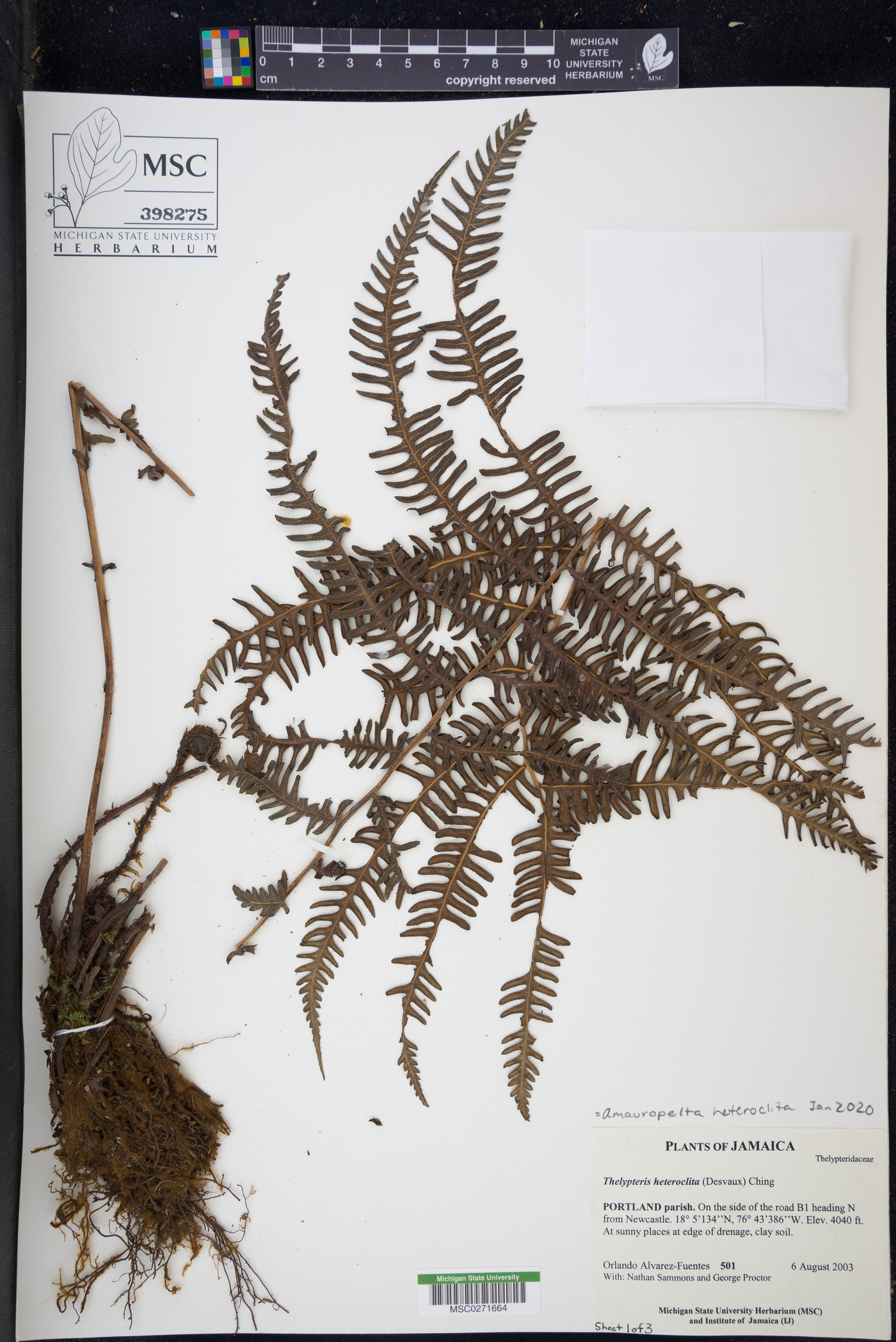 Amauropelta heteroclita image