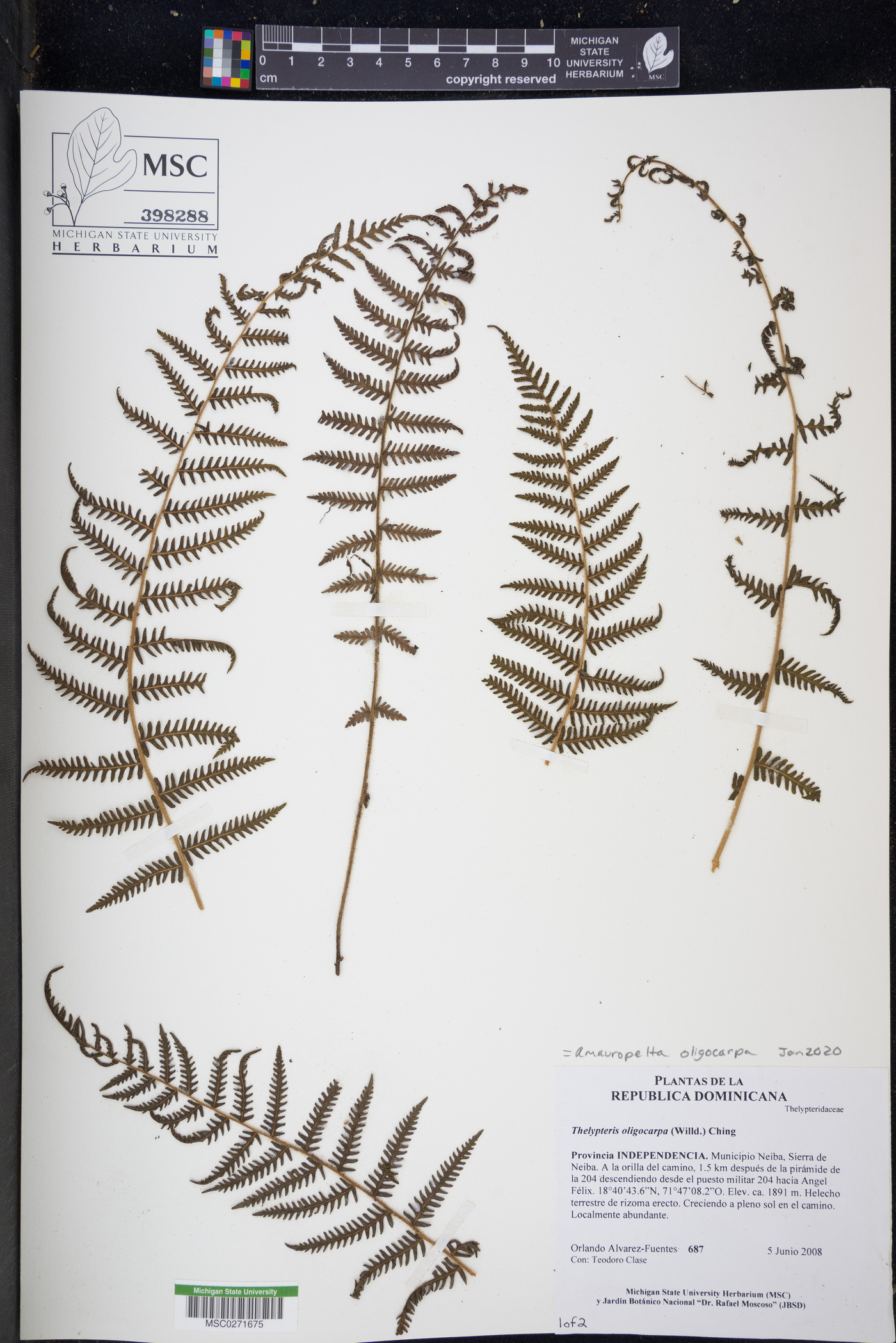 Amauropelta oligocarpa image