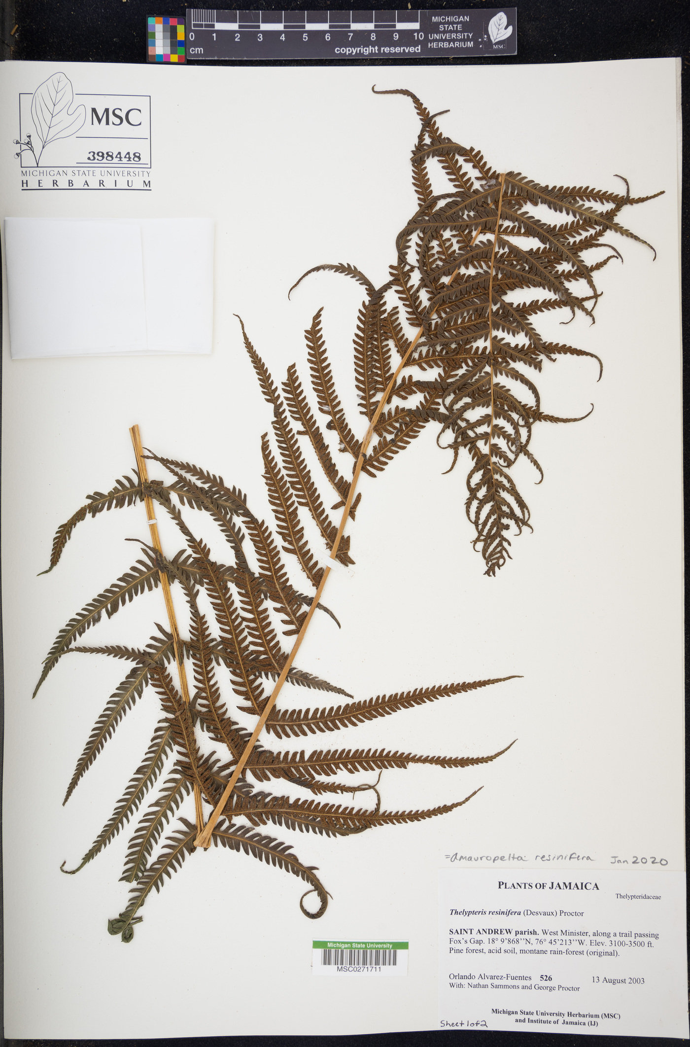 Amauropelta resinifera image