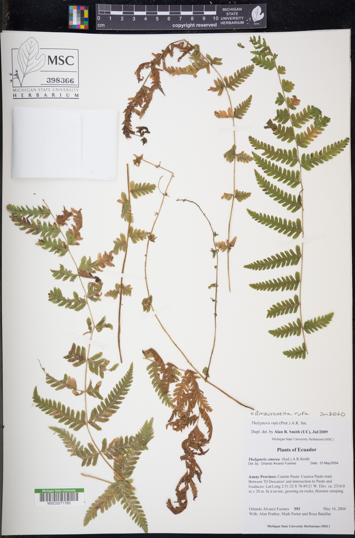 Amauropelta rufa image