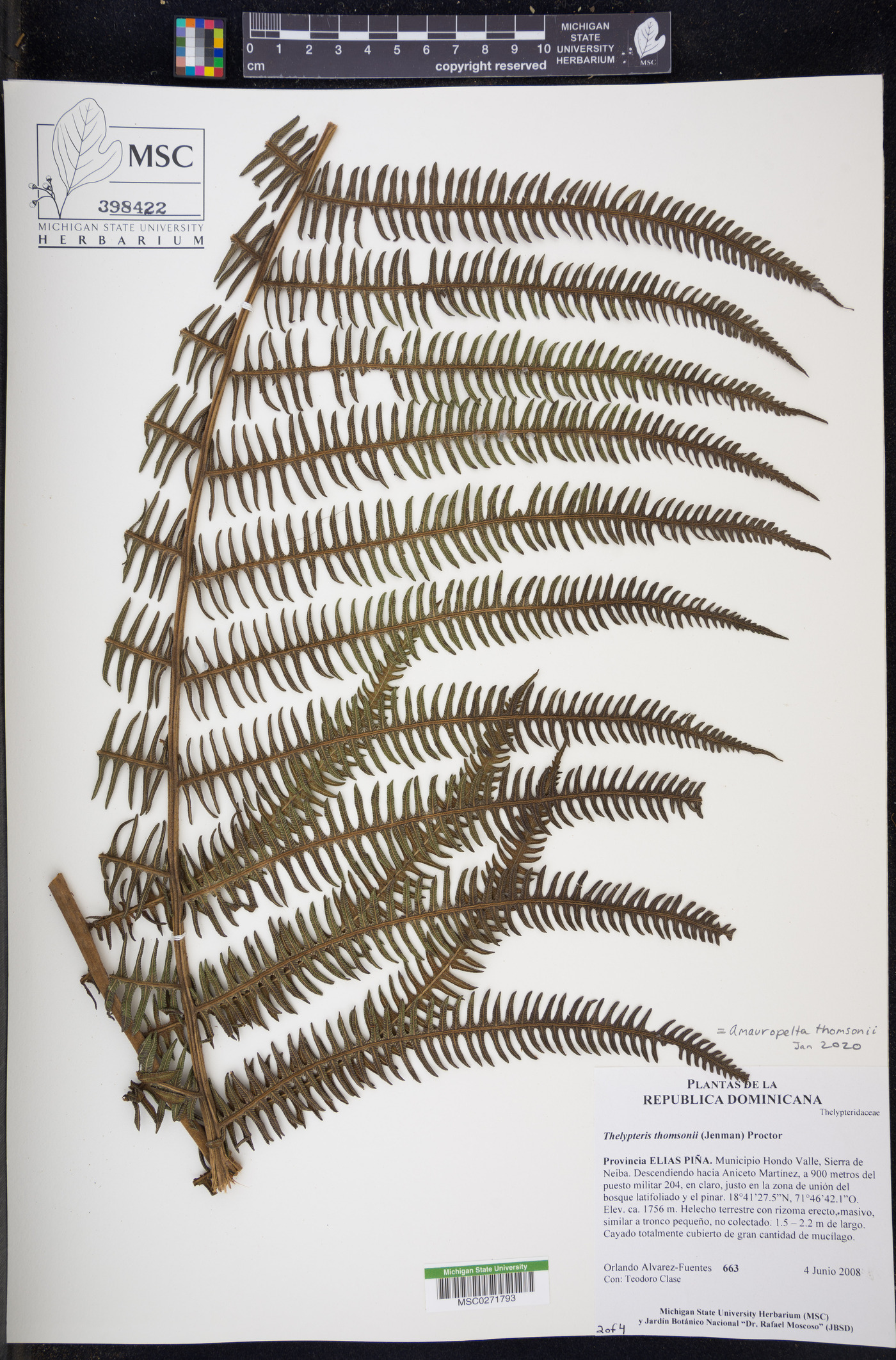 Amauropelta thomsonii image