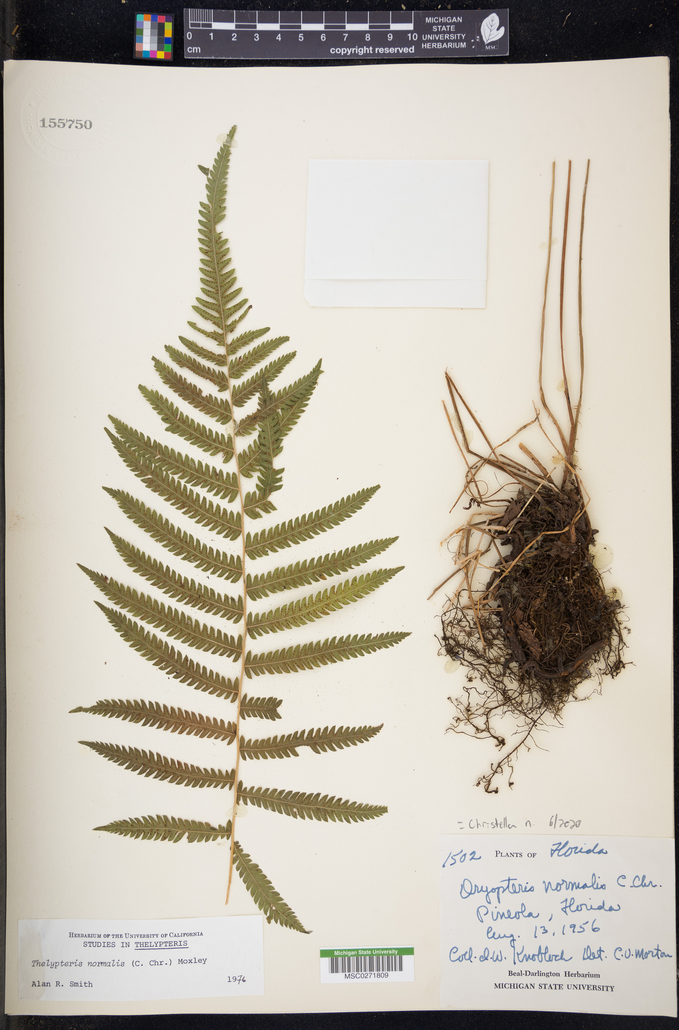 Christella normalis image
