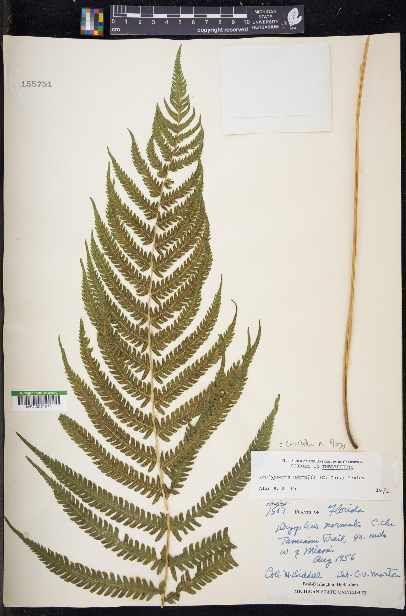 Christella normalis image